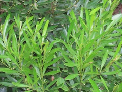 Euclea daphnoides