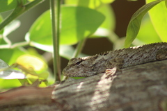 Sceloporus melanorhinus