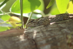 Sceloporus melanorhinus