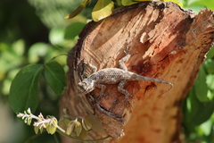Sceloporus melanorhinus