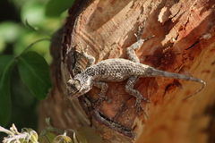 Sceloporus melanorhinus