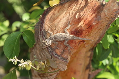 Sceloporus melanorhinus