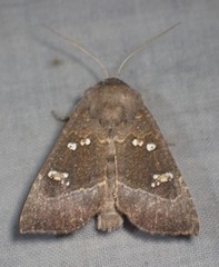 Papaipema nebris