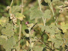 Sphaeralcea mendocina
