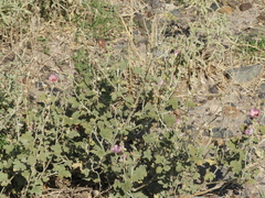 Sphaeralcea mendocina