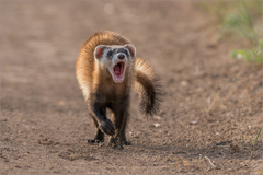 Mustela eversmanii