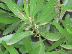 Euclea daphnoides