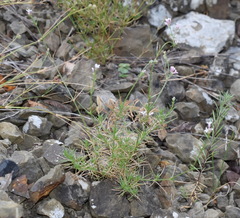 Asperula supina