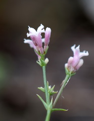 Asperula supina