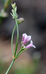 Asperula supina