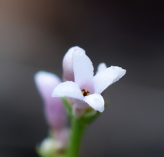 Asperula supina