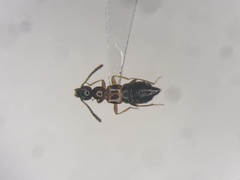 Apocellus sphaericollis