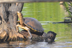 Trachemys grayi grayi