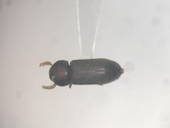 Ptilinus lobatus