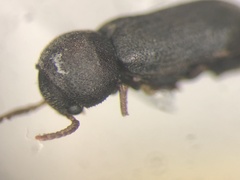 Ptilinus lobatus