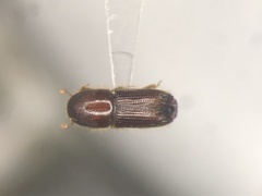 Ips grandicollis