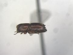 Ips grandicollis