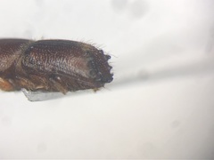 Ips grandicollis