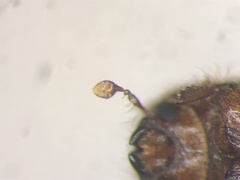 Ips grandicollis