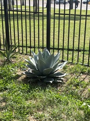 Agave ovatifolia
