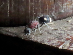 Dolichomutilla sycorax