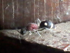 Dolichomutilla sycorax