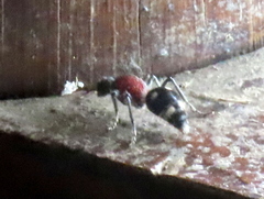 Dolichomutilla sycorax