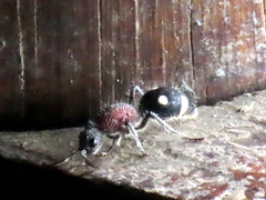 Dolichomutilla sycorax