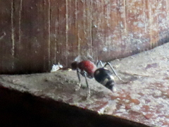 Dolichomutilla sycorax