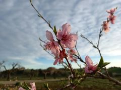 Prunus persica nucipersica