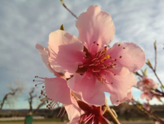 Prunus persica nucipersica