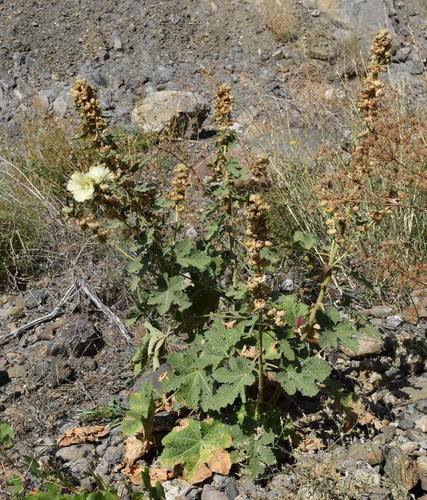 Russian Hollyhock