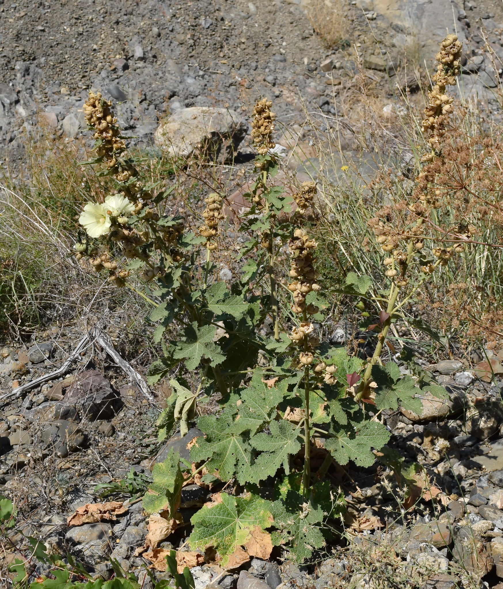 Hollyhock (Alcea rosea) · iNaturalist