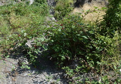 Rubus praecox