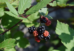 Rubus praecox
