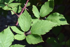 Rubus praecox