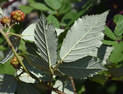 Rubus praecox