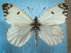 Anthocharis lanceolata