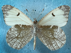 Anthocharis lanceolata