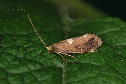 blyštek Öhlmannov (Incurvaria oehlmanniella)