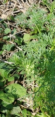 Ammoselinum butleri