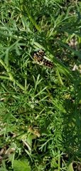 Ammoselinum butleri