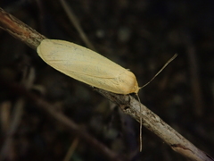 Manulea fuscodorsalis