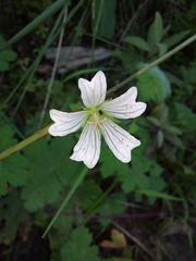 Geranium wakkerstroomianum