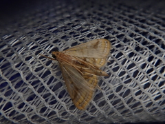 Daulia afralis