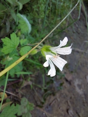 Geranium wakkerstroomianum