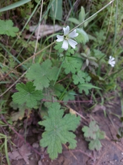 Geranium wakkerstroomianum