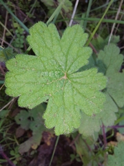 Geranium wakkerstroomianum