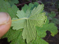 Geranium wakkerstroomianum