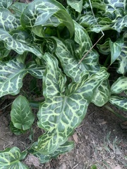 Arum italicum